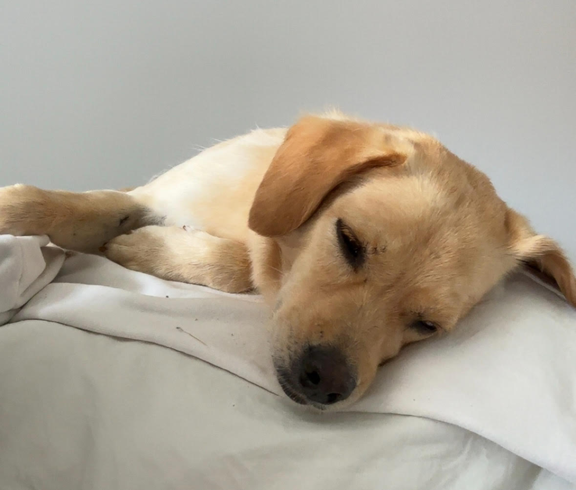 Dog Charlie